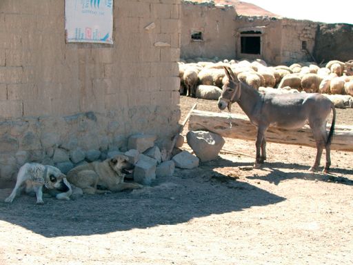 Salman Yaylası, Altınyayla, Sivas